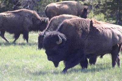Explore Roadside Nature- Yellowstone NP Bison bull